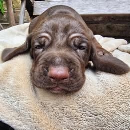 Sailor - Brown female Colombian Fino Hound puppy in Kingston, Tennessee from Fino Hounds USA