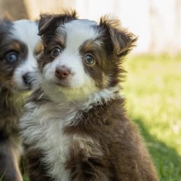 Boy 1 - Red tri male Toy Australian Shepherd puppy in Fresno, California from Duarte's Paw Blessings