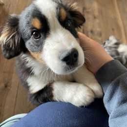 Australian Shepherd, Miniature American Shepherd, Miniature Australian Shepherd, and Toy Australian Shepherd Puppies from Painted Blue Aussies