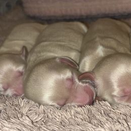 Dachshund Puppies from Whitesboro Dachshund