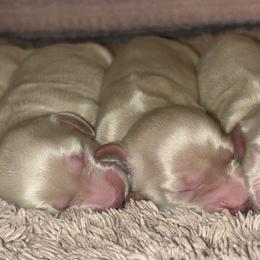 Dachshund Puppies from Whitesboro Dachshund