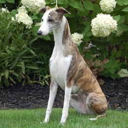 Patti - Whippet