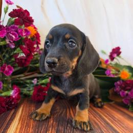 Tessa - Black and tan female Dachshund puppy in Florence, Arizona from Doxie Town Az