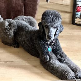 Papi - Poodle
