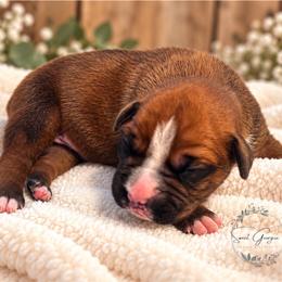 Blaze - Fawn male Boxer puppy in Cochran, Georgia from Sweet Georgia Boston’s