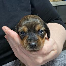 Miss Green - Brindle female Dachshund puppy in Virginia City, Nevada from V.C. Weenies