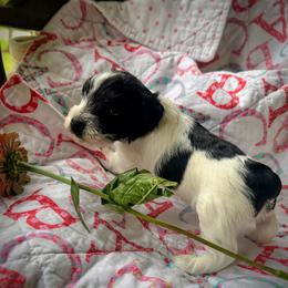 Autumn - Parti female Miniature Schnauzer puppy in Oneida, Tennessee from Saving Grace