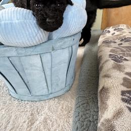 Boy 1 - Black male Poodle puppy in Canterbury, Connecticut from Diamonds in the Sky