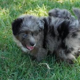 Coconut BMM Blue Eye - Blue merle male Aussiedoodle puppy in Lawton, Oklahoma from Lindsey’s Aussies