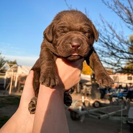 Labrador Retriever Puppies from Winchester Kennels