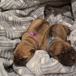 Vietnamese Phu Quoc Ridgeback Puppies from Vietnamese Phu Quoc Ridgeback Dogs of Southern California