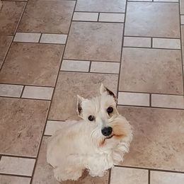 Blossom - Miniature Schnauzer