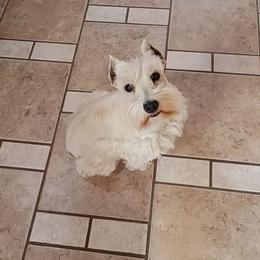 Blossom - Miniature Schnauzer