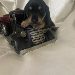 Remy - Black and cream male Dachshund puppy in Smicksburg, Pennsylvania from TLC Dachshunds