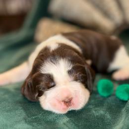 Green boy - Liver and white male English Springer Spaniel puppy in Cleburne, Texas from Powers English Springer Spaniels