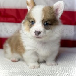 Pembroke Welsh Corgi Puppies from Hayday Ranch Corgis