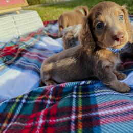 Dachshund Puppies from Dollhouse Doxies