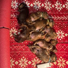 Dachshund Puppies from Monterey bay dachshund kennel