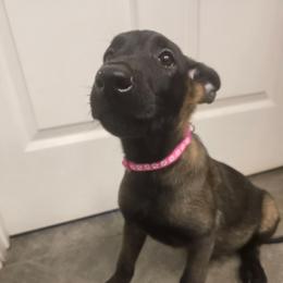 Red female - Red sable female Belgian Malinois puppy in Chico, Texas from North Texas Working Malinois