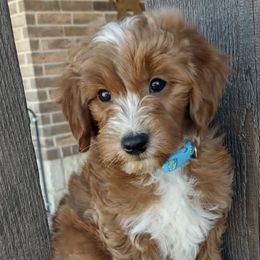 Bernedoodles, Goldendoodles, and Poodles from Donnasdoodlebugs