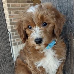 Bernedoodles, Goldendoodles, and Poodles from Donnasdoodlebugs