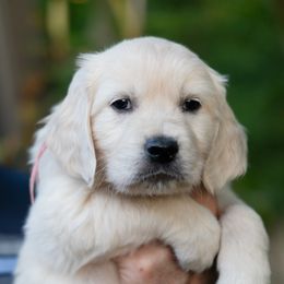 Girl 6 - female Golden Retriever puppy in Hayward, California from East Bay Golden Retrievers