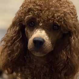 Poodles from Country Acre Poodles