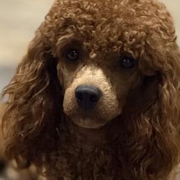 Poodles from Country Acre Poodles
