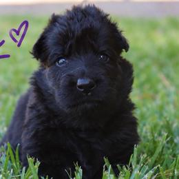 Aztec - Black female German Shepherd puppy in Canton, Texas from WILDWOOD GERMAN SHEPHERDS