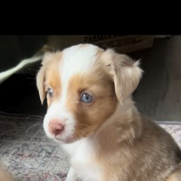 Miniature Australian Shepherd Puppies from Hadden's Aussies