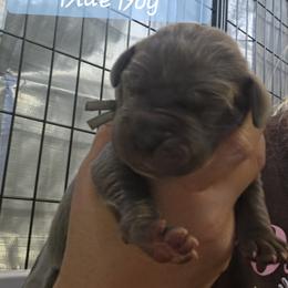 Light Blue Collar boy - Blue male Great Dane puppy in Longview, Texas from Lazy A Danes