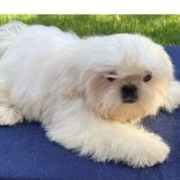 Dancer - Shih Tzu