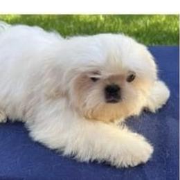 Dancer - Shih Tzu