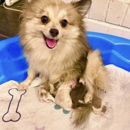 Boy 3 - Red parti male Pomeranian puppy in Stroud, Oklahoma from Laik’s Little Shihtz & Poms