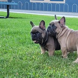 French Bulldog Puppies from 4 Leaf Frenchies