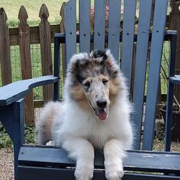Collie Puppies from Aryggeth Collies
