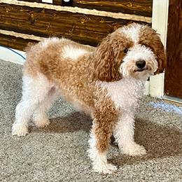Ella - Poodle