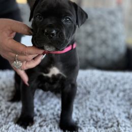 Cane Corso Puppies from PNW Cane Corsos