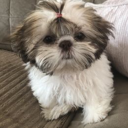 Maxwell - Shih Tzu