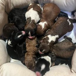 Girl 4 - Black and white female Aussiedoodle puppy in Clarkston, Washington from Doodle & Poodle Palace