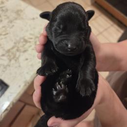 No Collar - Black male Labrador Retriever puppy in Shrewsbury, Massachusetts from Inna's Labrador Retrievers