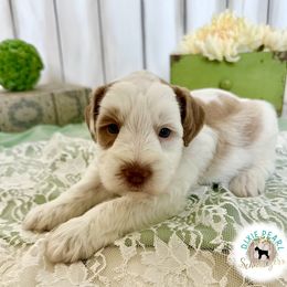 Miniature Schnauzer Puppies from Dixie Pearl Schnauzers