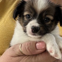 Ash - Sable male Papillon puppy in Young, Arizona from Papillons in Arizona