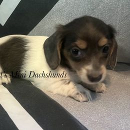 Rocky - blue and tan piebald - Blue and tan male Dachshund puppy in East Dover, Vermont from Audet’s Mini Dachshunds