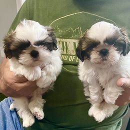 Shih Tzu Puppies from Willow Lane Shih Tzus