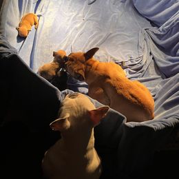 French Bulldog Puppies from Rockstar Kennel