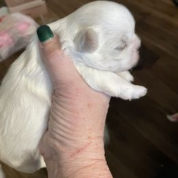 Shih Tzu Puppies from Twilight Shih Tzu