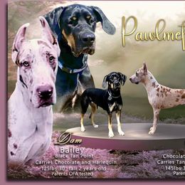 Great Dane Puppies from Pawlmetto Danes