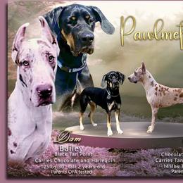 Great Dane Puppies from Pawlmetto Danes