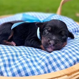 Forrest - Phantom male Bernedoodle puppy in Russell Springs, Kentucky from 270 Doodles